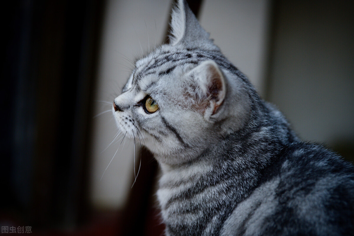 最适合新手养的十种猫,建议新手养的6种猫