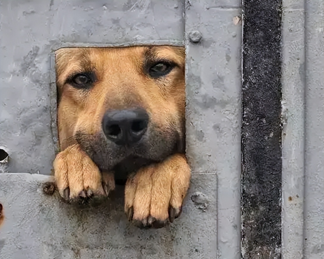 经常不遛狗会给主人带来什么祸害,不经常遛狗会怎样