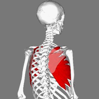 明明是全身最性感的身材线条，你却把它看成肋骨外翻？