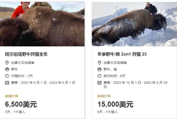 三大雄狮捕杀野牛事件,美洲野牛被屠戮殆尽