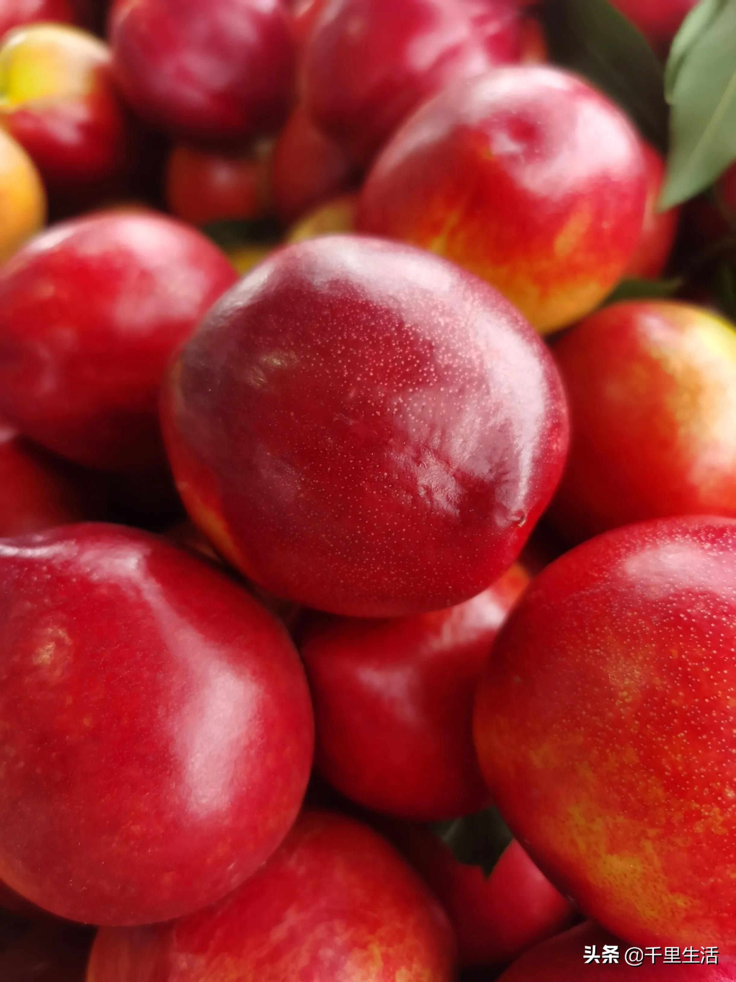 桃子熟了山东蒙阴黄桃,蒙阴蜜桃中国三大名桃