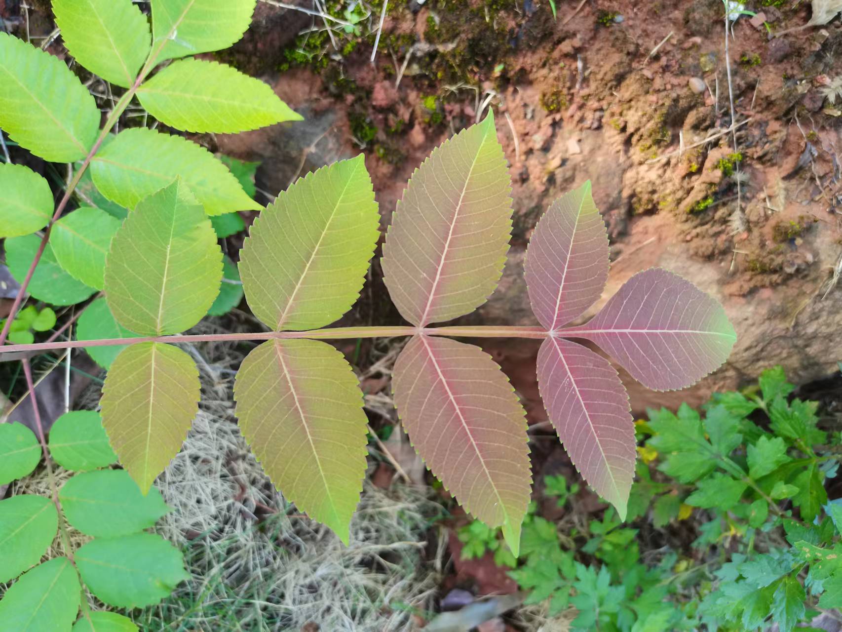 天府新区天府花香谷,成都天府新区花谷