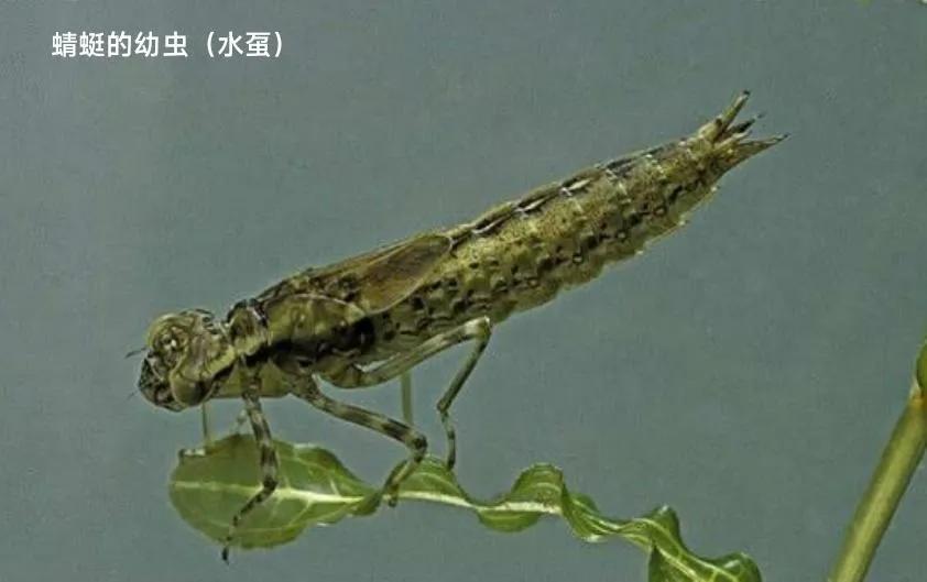 豆娘和蜻蜓是同一种动物吗,蜻蜓豆娘是珍稀动物吗