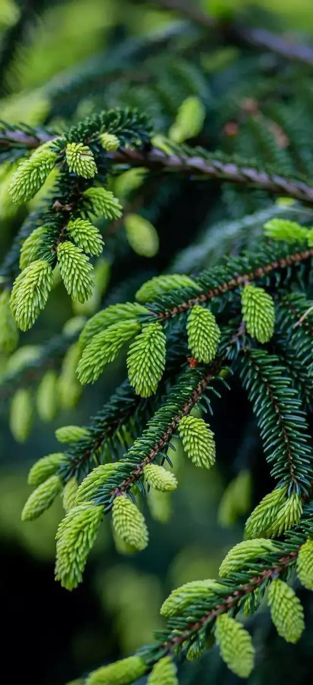 护眼壁纸动态壁纸高清全屏90帧,华为绿色养眼护眼壁纸