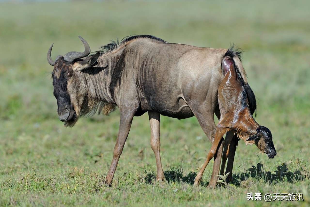 东非大草原动物大迁徙路线,为什么东非野生动物大迁徙