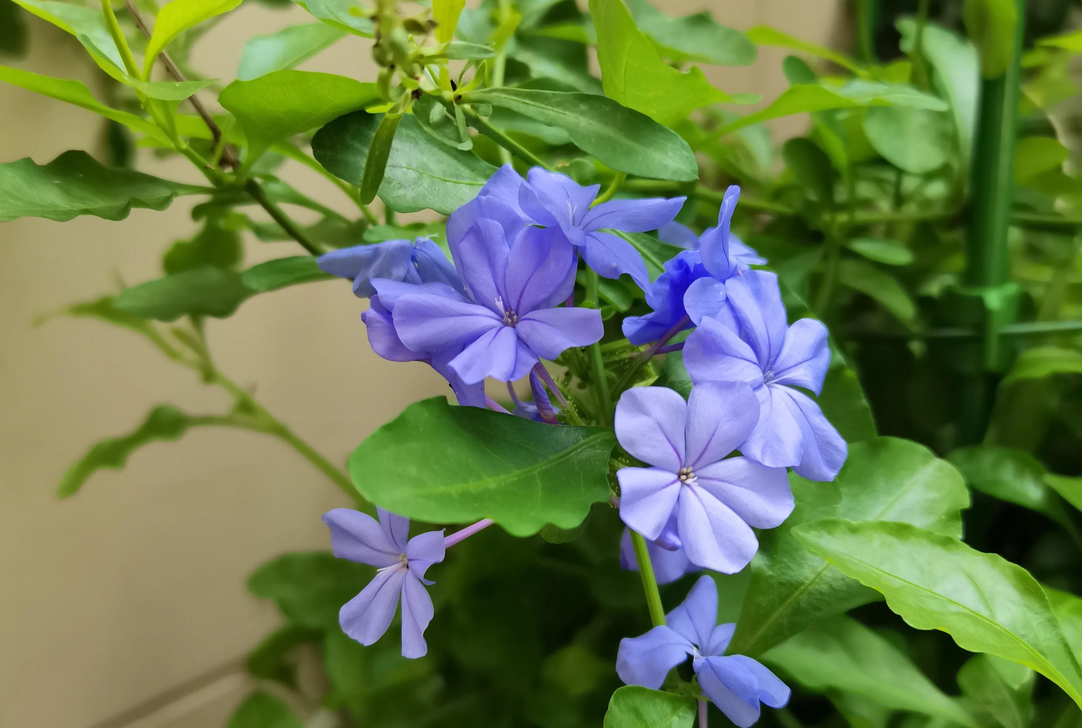 小普陀|苏溪的抉择是等待