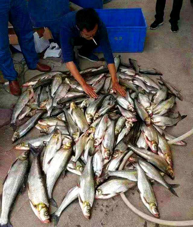 钓鱼泥鳅党被抓,惩治泥鳅党现场