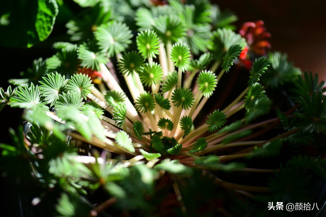 植物冬天屋里冻伤了怎么办,植物冻死了怎么救活