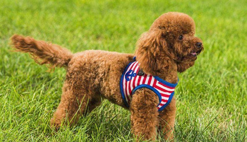 狗狗尾巴的各种样子代表什么情绪,怎么通过狗狗尾巴判断狗狗心情