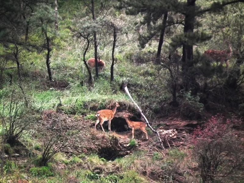 四川阿坝州的景点地图,四川阿坝甘孜旅游地图