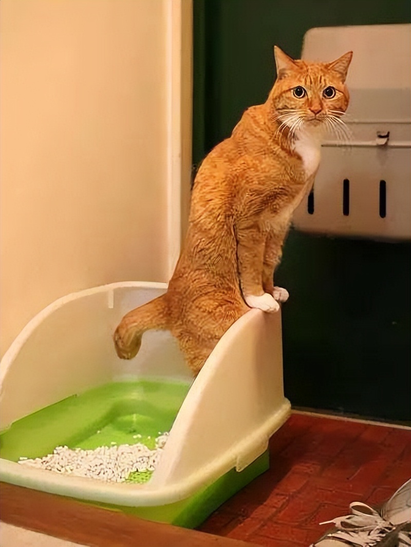 养猫会出事吗,养猫不容易得的病