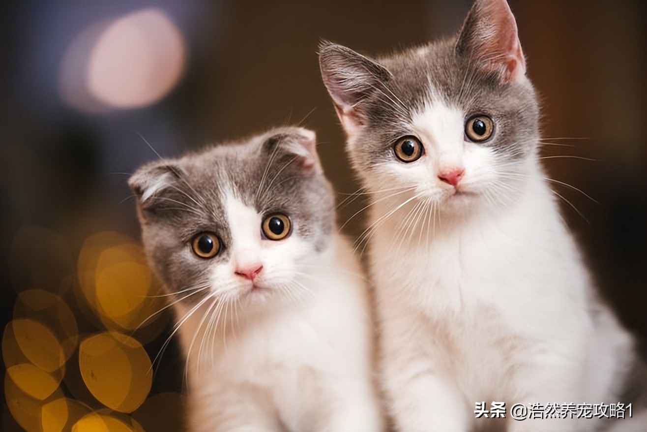 宠物羊奶粉与人喝羊奶粉区别,宠物喝羊奶好还是羊奶粉好呢