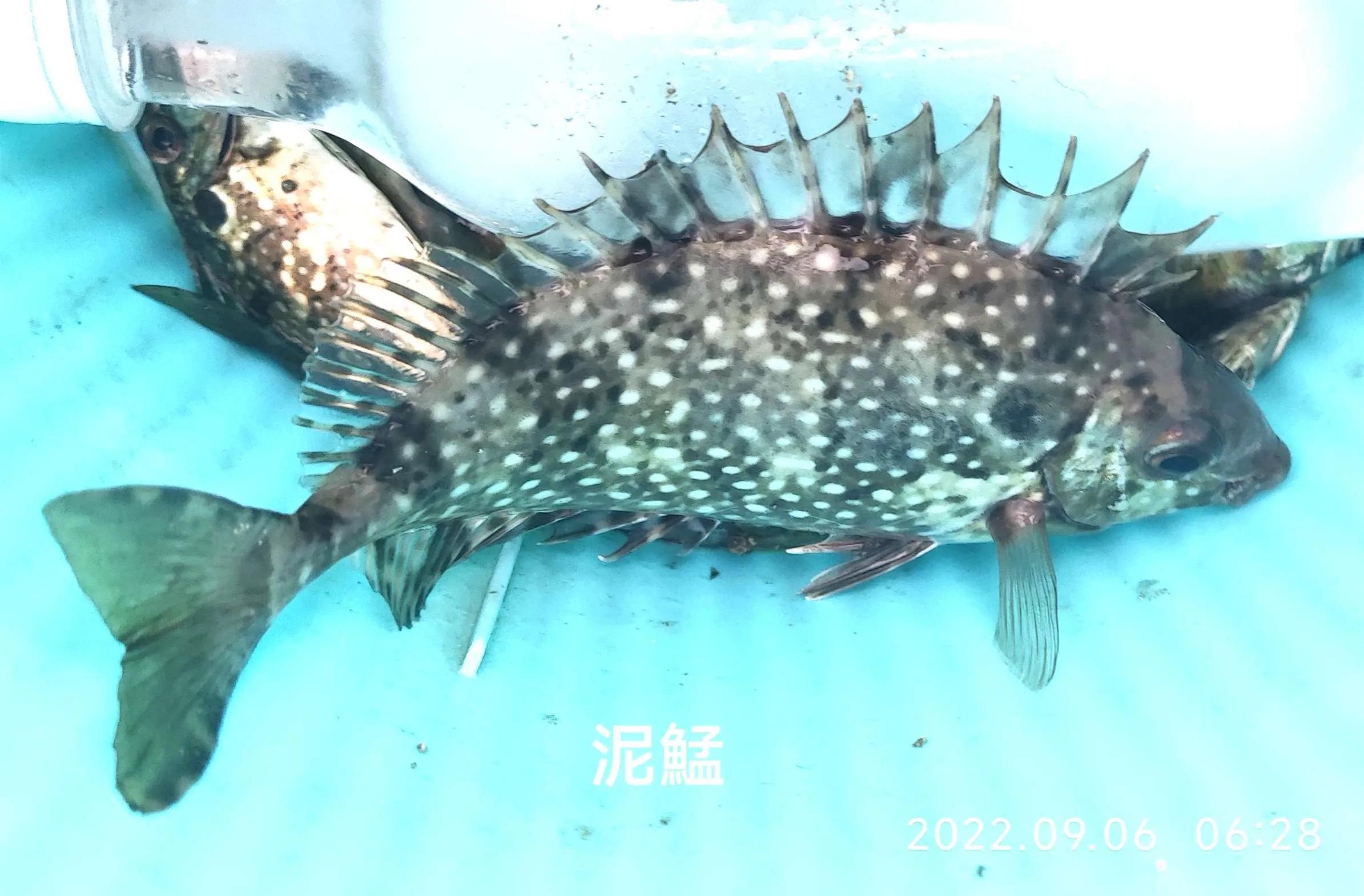 20种常见海鱼,十大常见野生海鱼