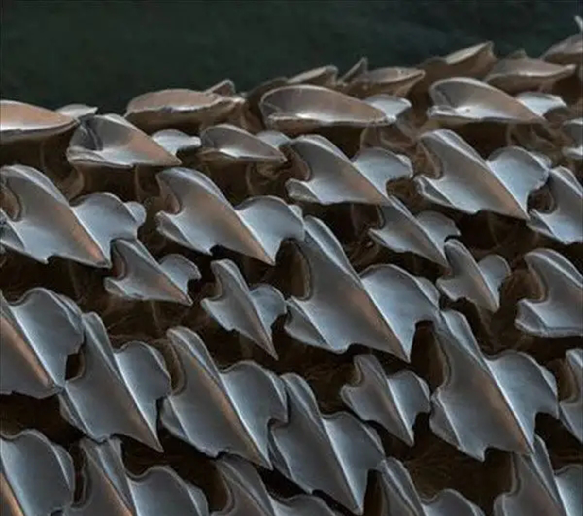 动物内脏的秘密有哪些作用,动物身体部位的秘密