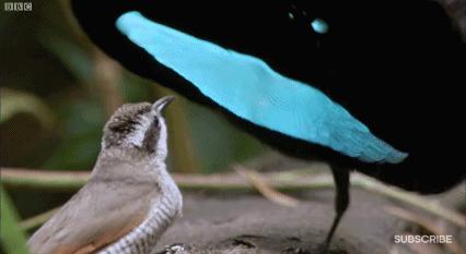 动物的择偶标准,动物择偶