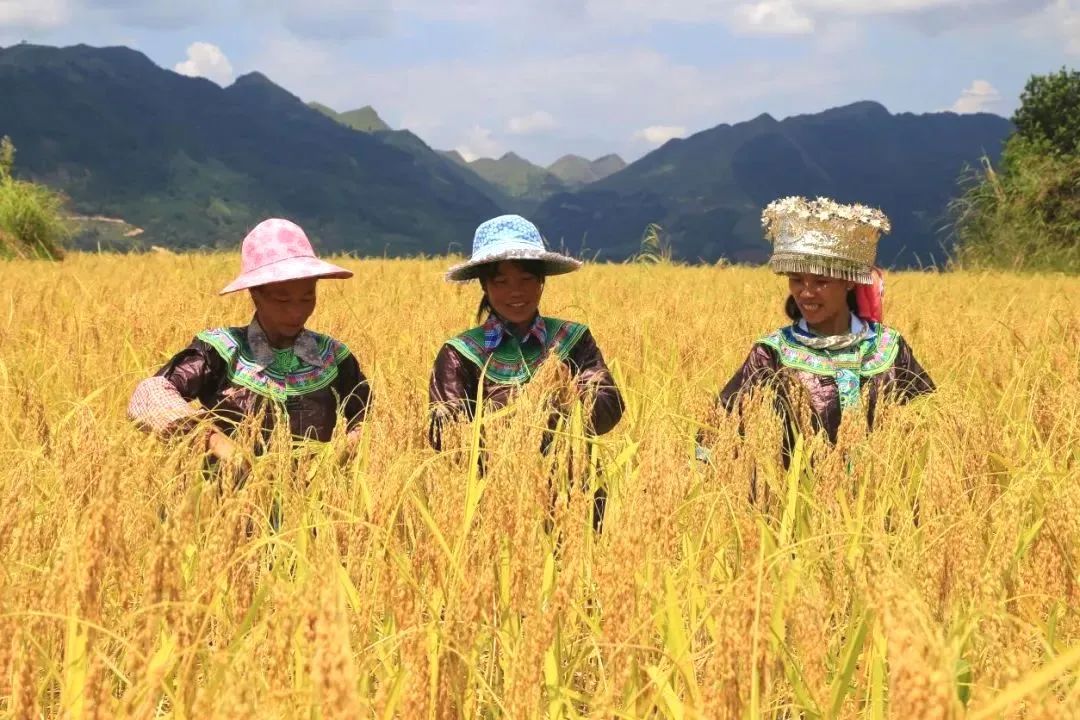 壮族三月三手工五色糯米饭,壮族三月三五色糯米饭如何制作