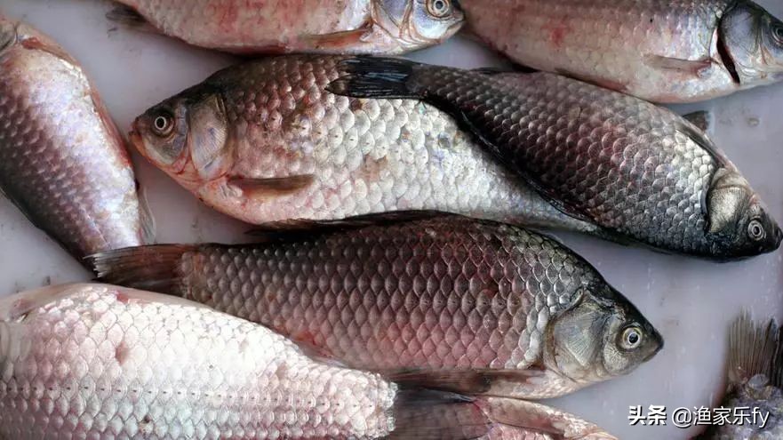 细菌性烂鳃病鱼症状,细菌性烂鳃病