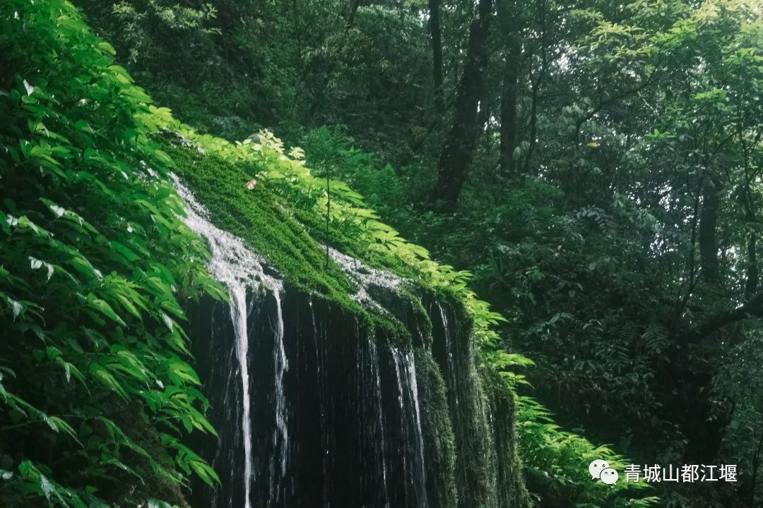 青城山森林秘境,青城山风光好去处