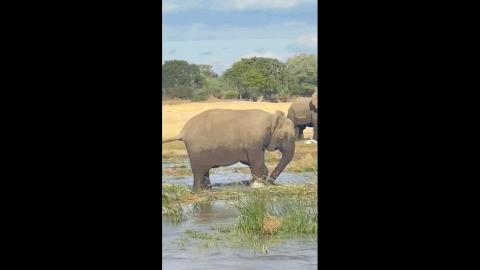 草原暴君？撵狮群，踹河马，压断犀牛肋骨，连路过的狗都要挨巴掌