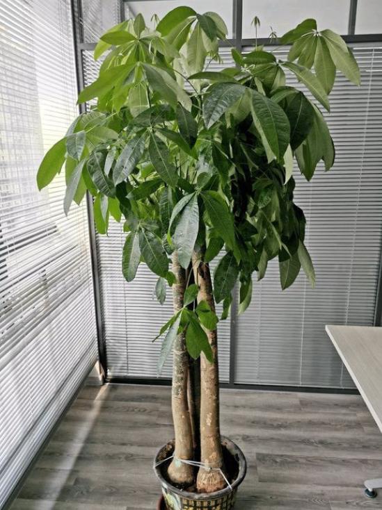 想要发财树树干粗壮应该怎样修剪,发财树怎么养根长得快