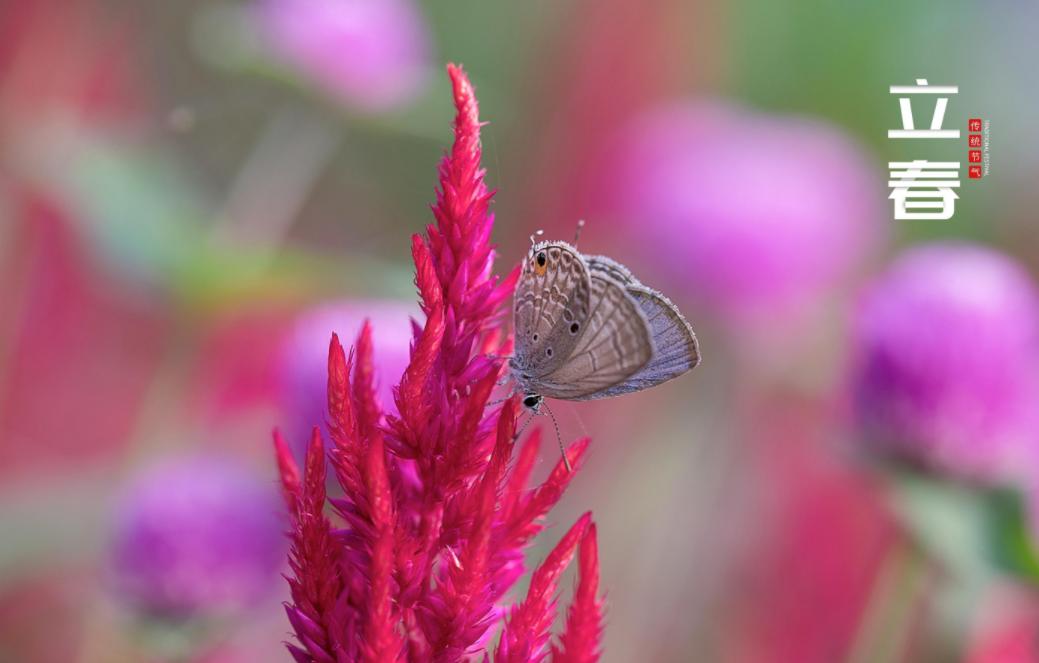关于立春的古诗词名句,10首立春诗词送你最美的祝愿