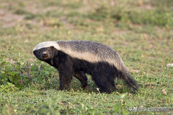 平头哥真的比狮子厉害吗,为什么平头哥连狮子都不怕