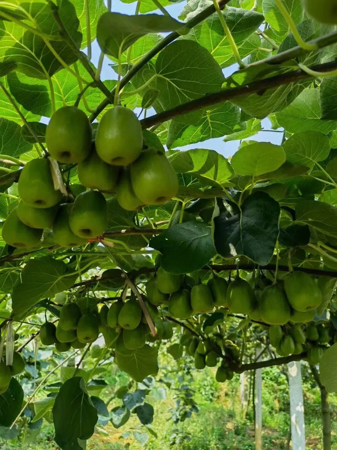 四川雅安糖心苹果自然采摘,雅安苹果采摘