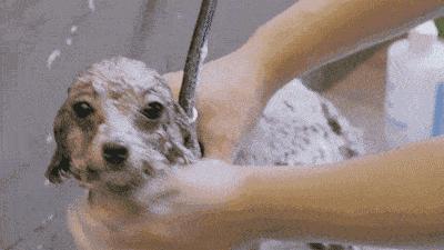 养狗店铺推荐,养狗人必逛的七家养狗店铺