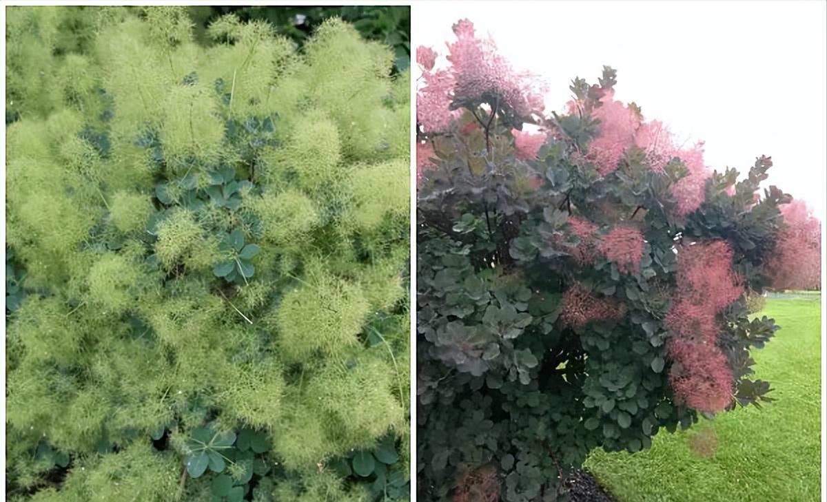 小庭院种植什么灌木好,适合阳台庭院灌木