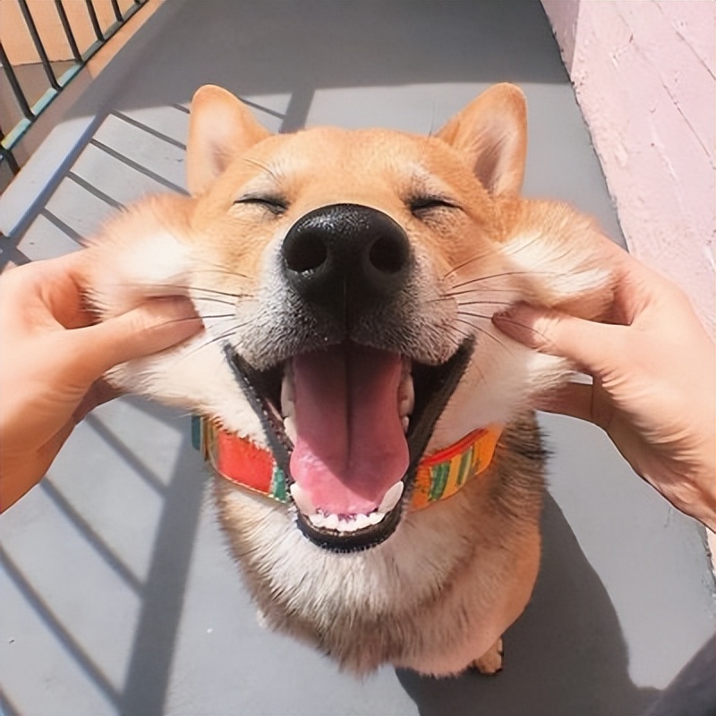 治疗失眠的大枣要去核吗,如何用大枣和酸枣仁治疗失眠