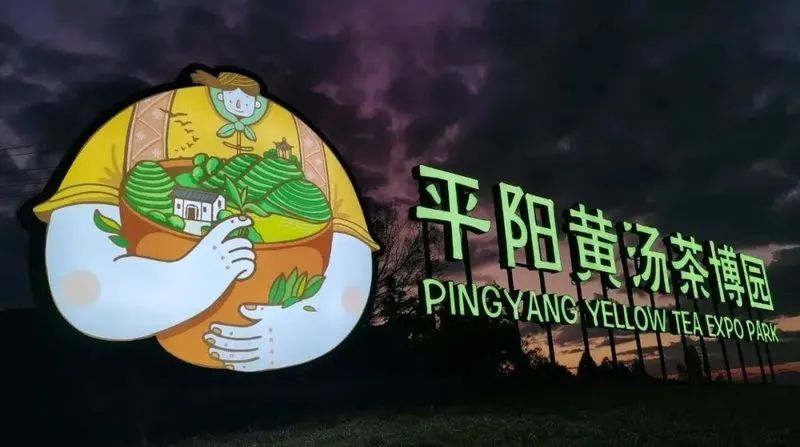 平阳黄汤和温州黄汤的区别,平阳黄汤茶