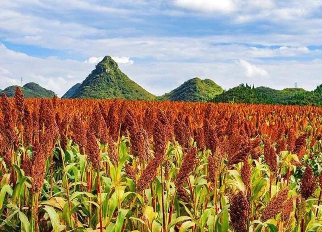 高粱种子图片大全,大片高粱成熟图片