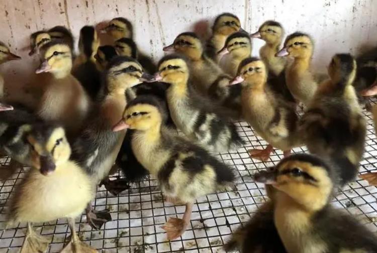 如何区分小鸭子和小鹅,怎么区分小鹅和小鸭视频