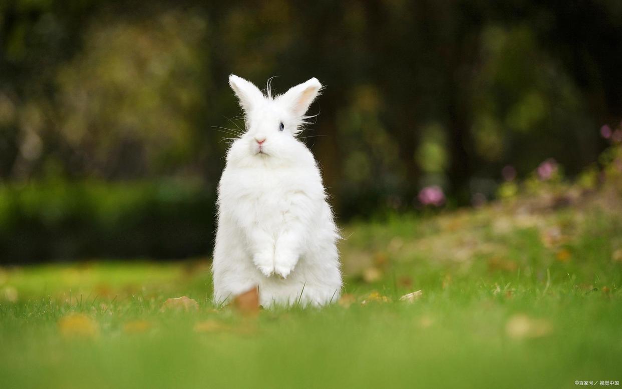 养兔必读的100个动作,两个月大的兔兔要注意什么