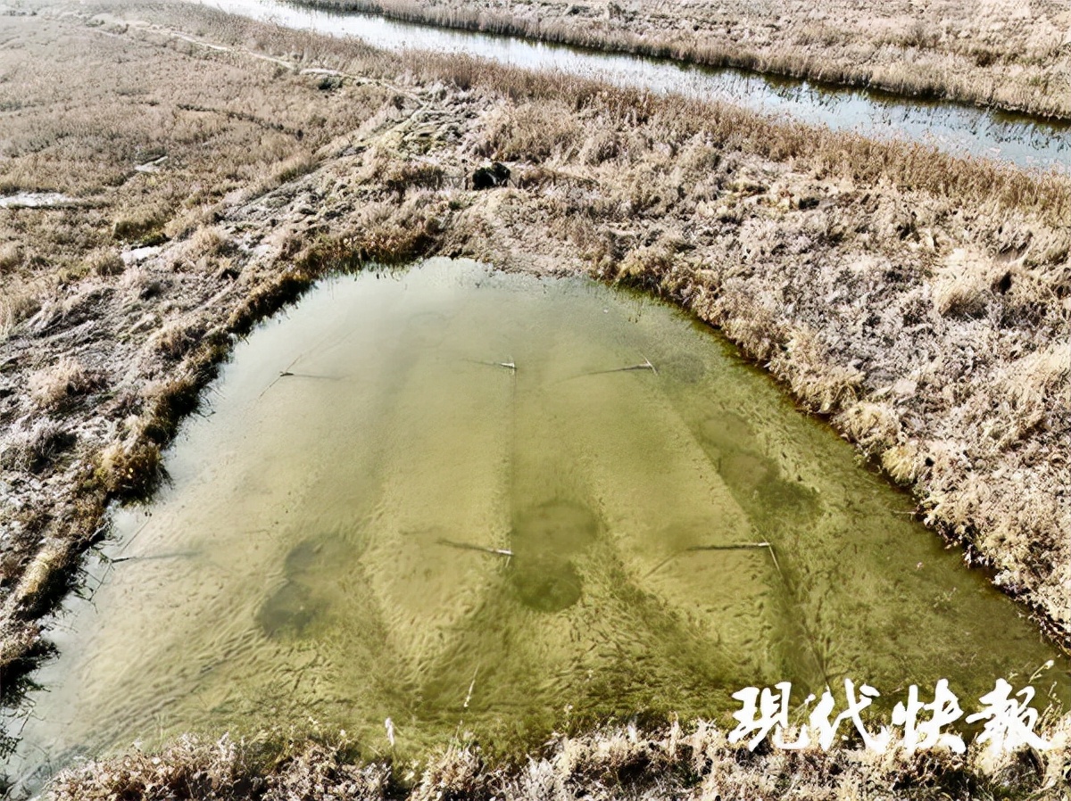 盐城海边偷猎为何屡禁不止？记者实地调查：芦苇荡里的“捞金”生意