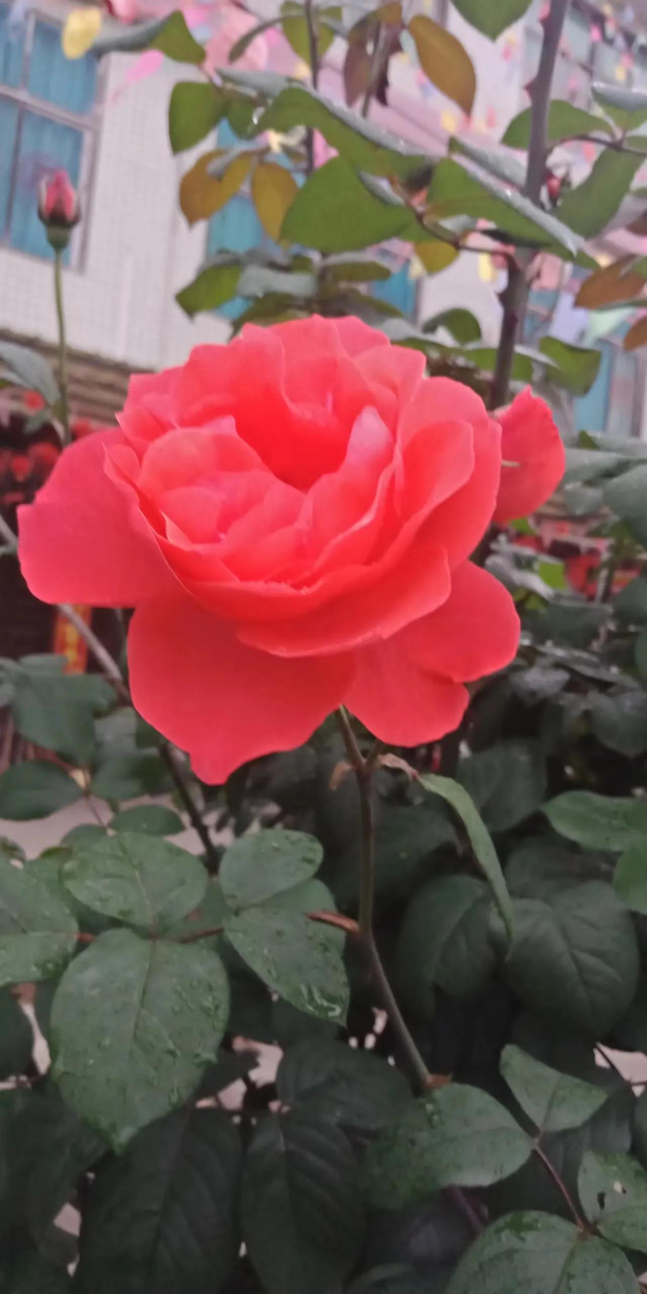 养护玫瑰花要注意什么不让它死,盆栽玫瑰花保养方法