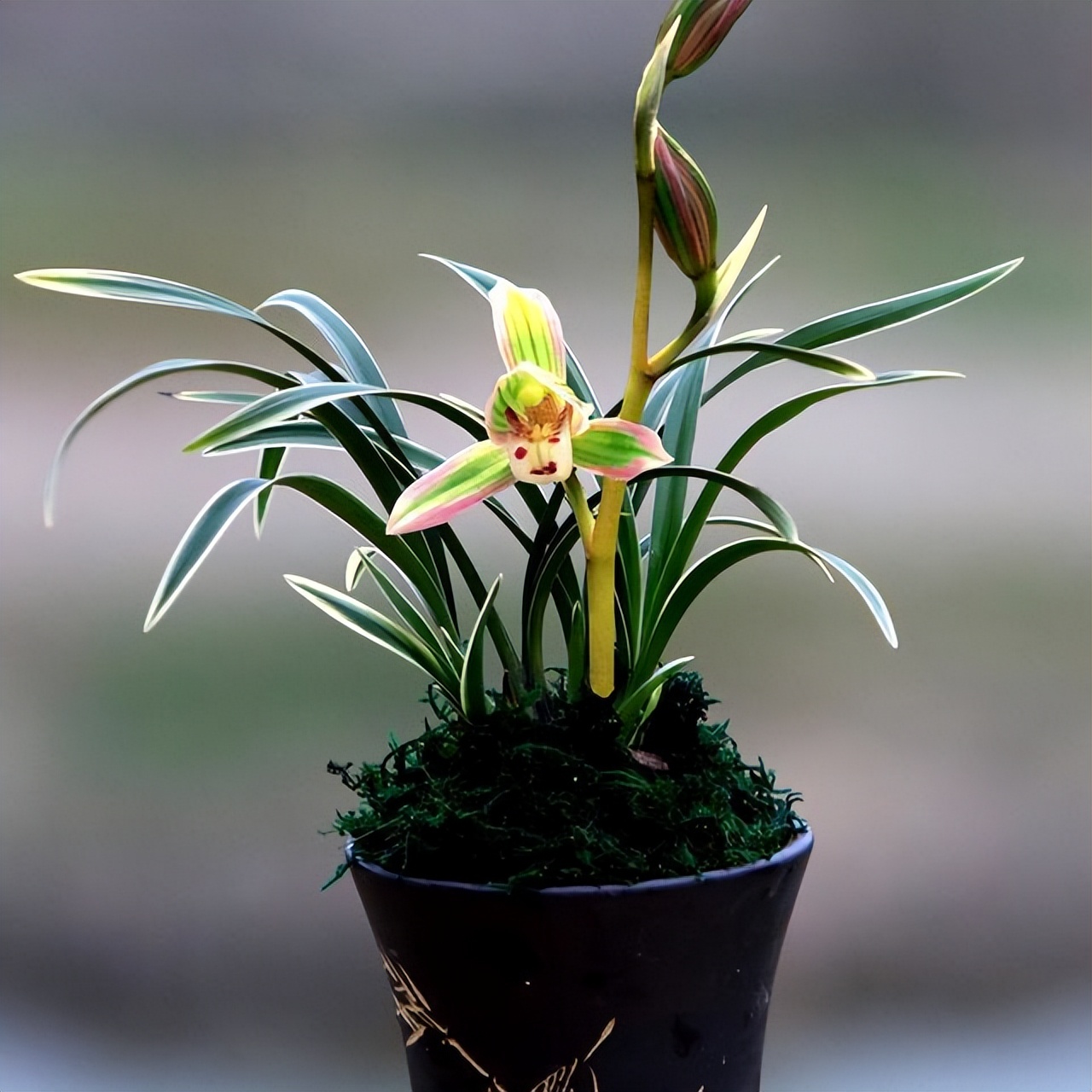 只认识兰叶带丝或者带金边的兰花,叶片细长带金边的兰花是什么兰