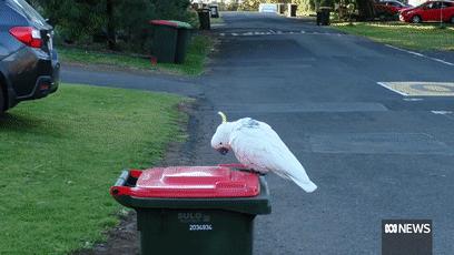 人鸟大战不断升级，想阻止鹦鹉乱翻垃圾桶太难了