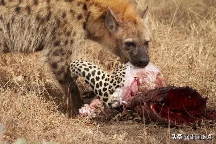 巨蟒捕食真实视频,巨蟒捕食鬣狗视频大全