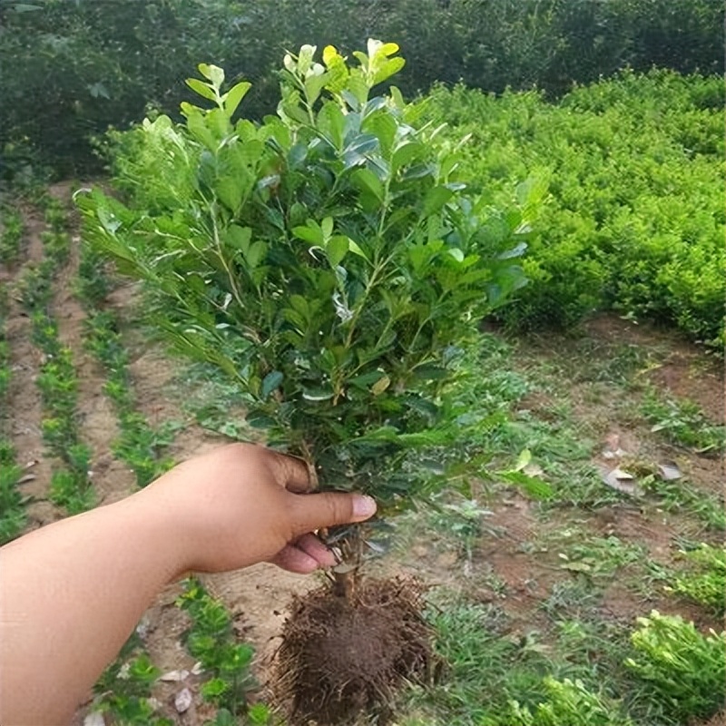 新栽黄杨绿植冬季如何保暖,黄杨怎么养护不生虫