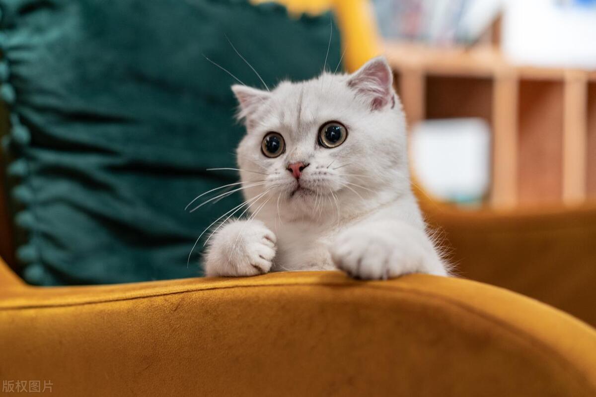 猫粮过期会导致猫咪呕吐吗,猫咪便秘呕吐精神不振不吃猫粮