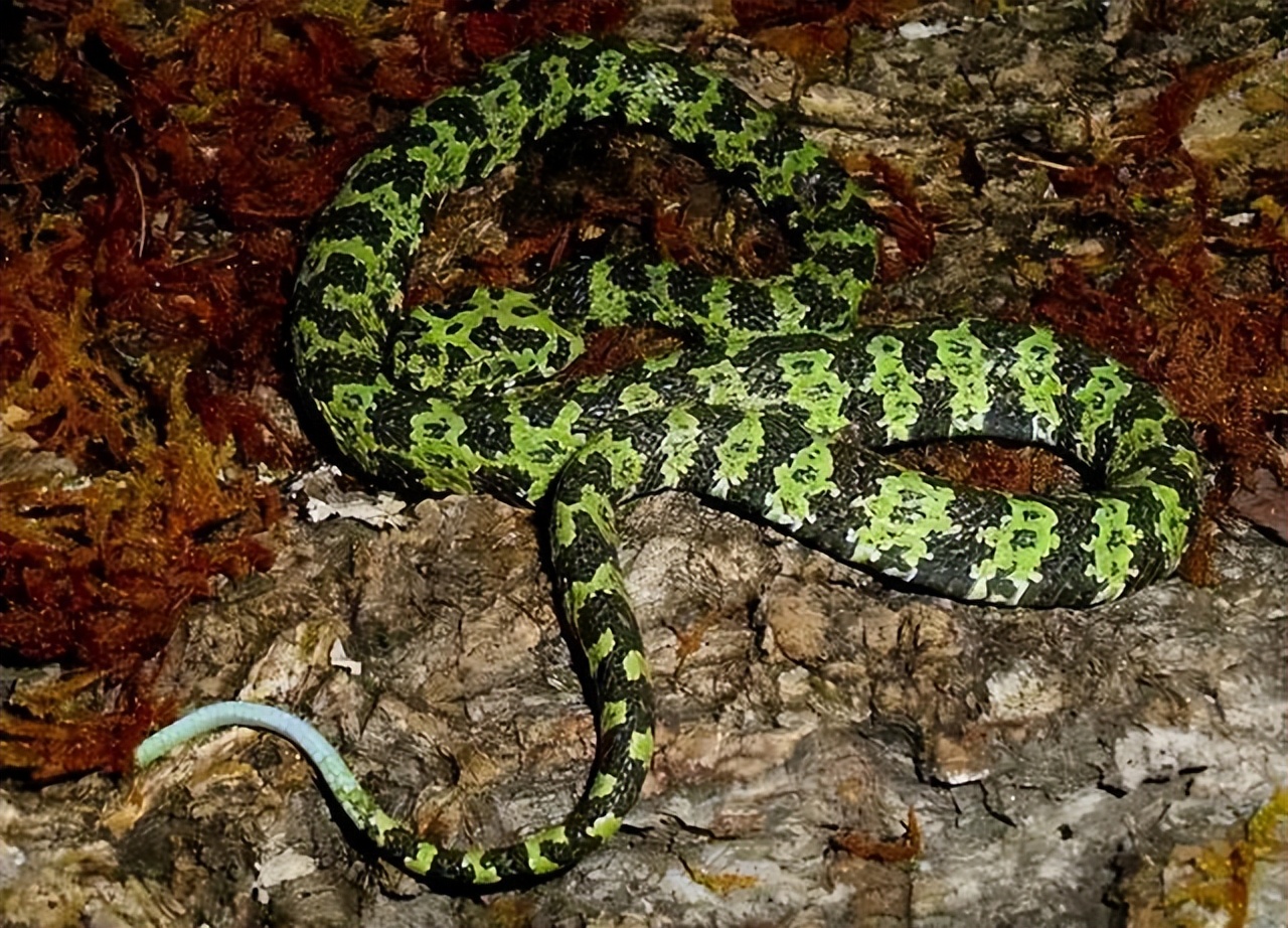 柴房惊现“烂草蛇”！广东66岁老人被咬伤！这是什么蛇？有多毒？