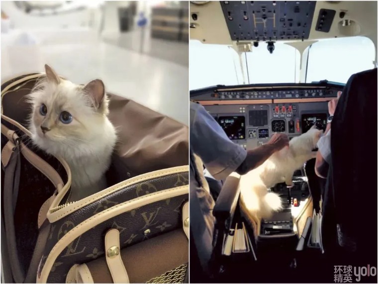 metgala绾㈡2022,metgala绾㈡2021