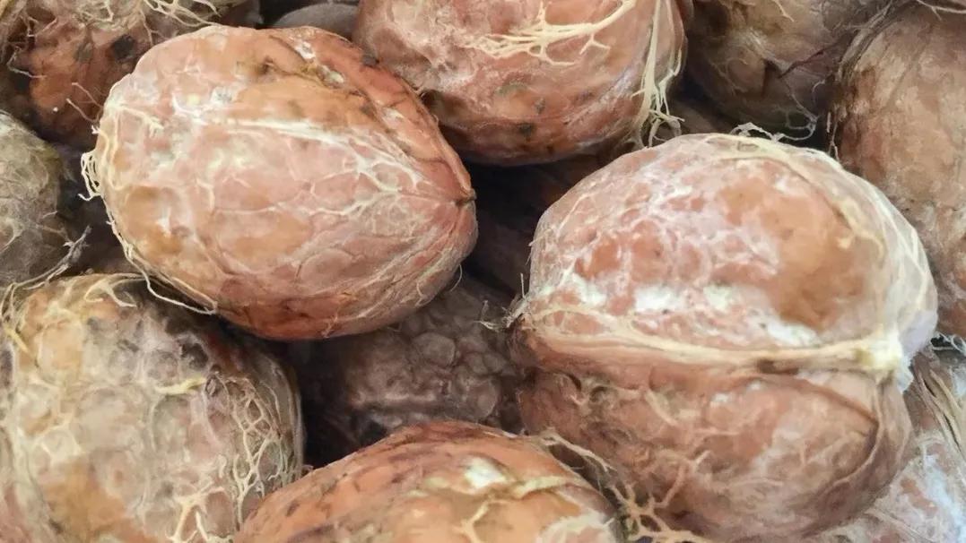 冬天如何吃到鲜核桃,鲜核桃吃着过瘾