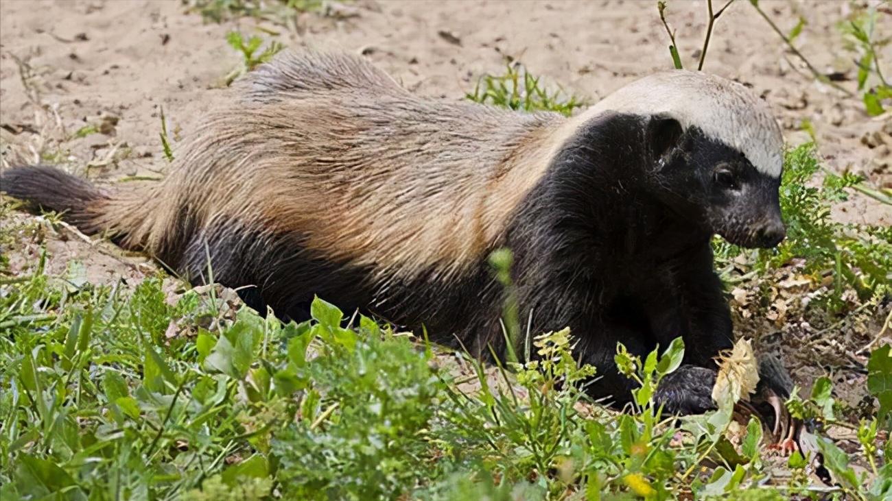 世上最萌的动物考拉,最懒的动物考拉