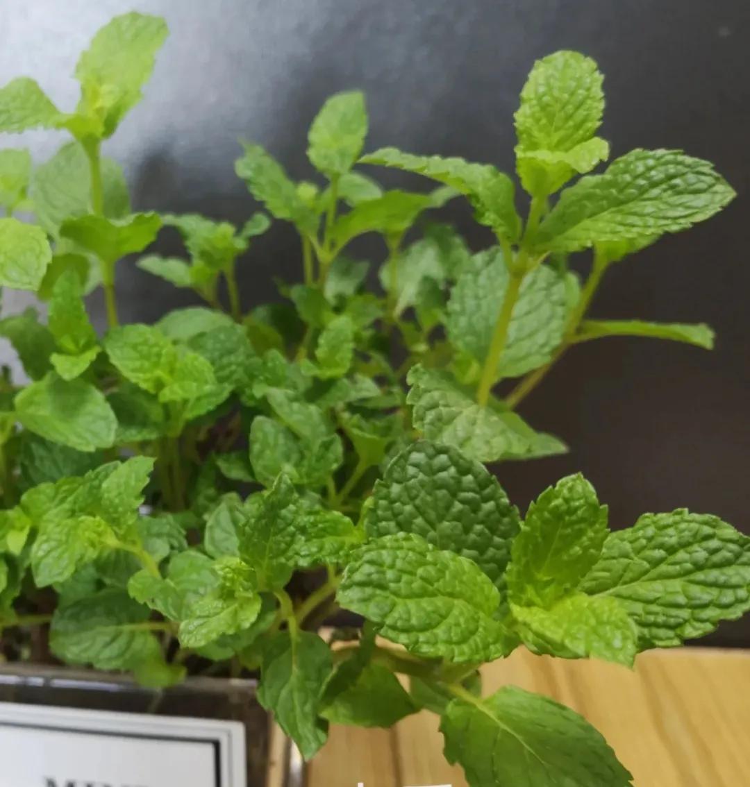食用薄荷哪种最清凉,薄荷夏季必备的清凉佳品