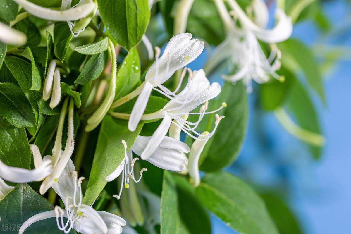 如何进行金银花栽培管理，有没有什么注意事项?