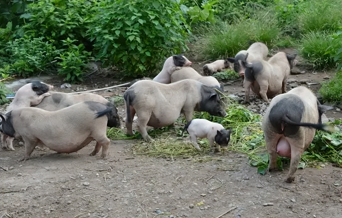 为何农村老一辈没有人搞养殖成功,家里人反对农村养殖