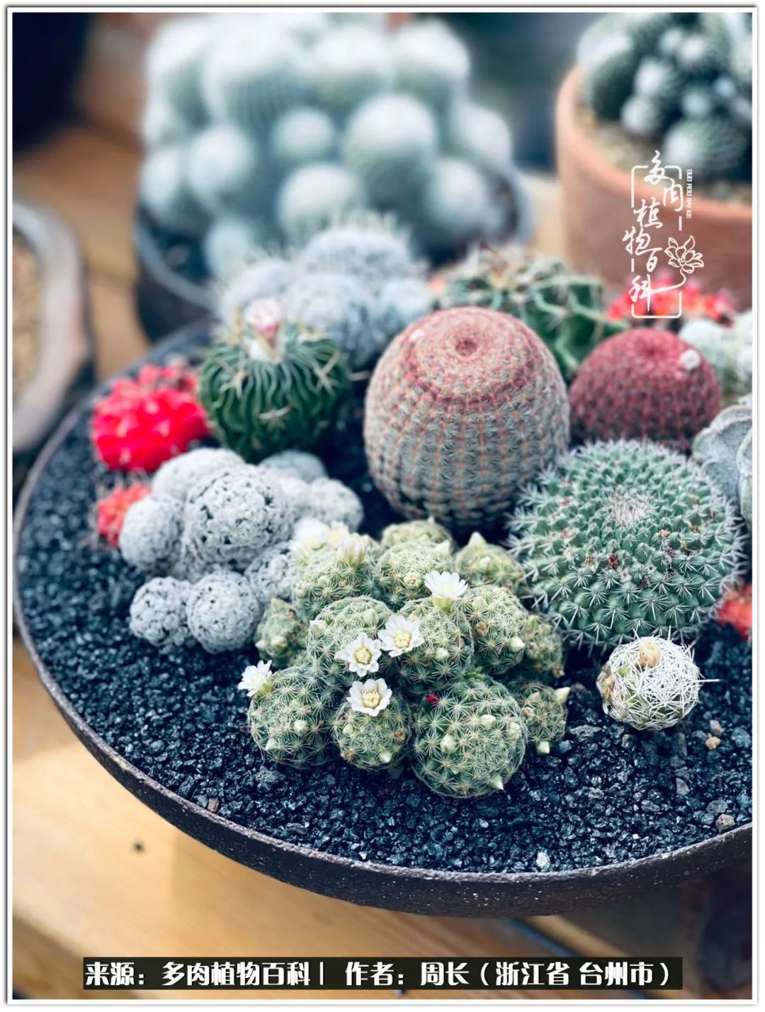 云南树脂粘土多肉组合拼盘创意,多肉拼盘的五个要点是什么