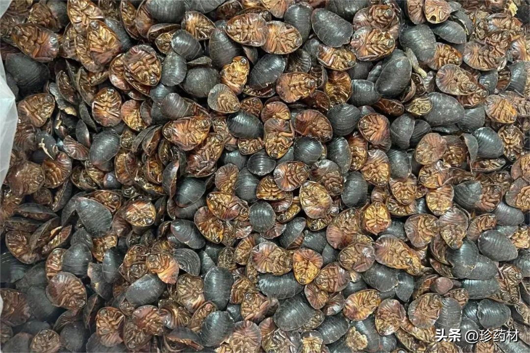 药材市场新闻,土鳖药材市场